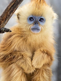 淘淘（金丝猴饰演）