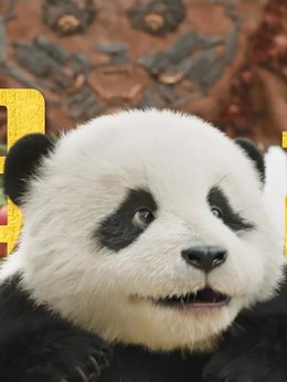 熊猫胡胡（胡胡饰演）