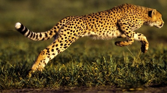 花豹求生记（0年电视剧）