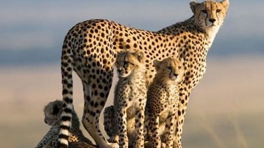 猎豹-极速追击（2017年电视剧）