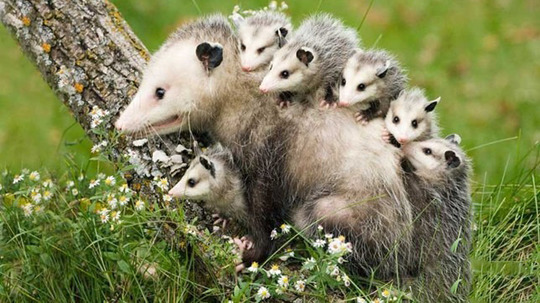 负鼠的战争（2017年电视剧）