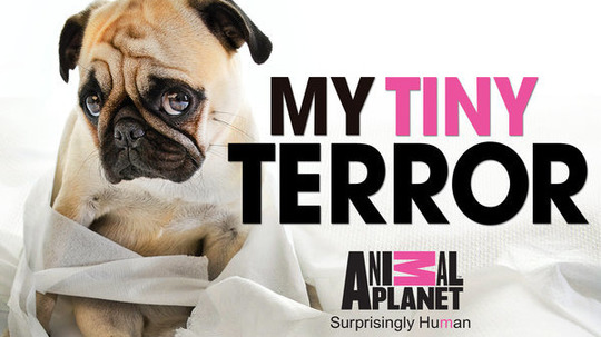 狗狗淘气包（2016年电视剧）