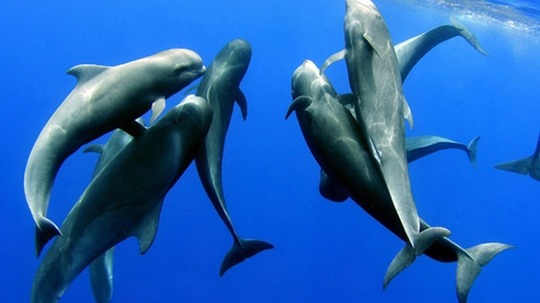 深海猎豹（2014年电视剧）