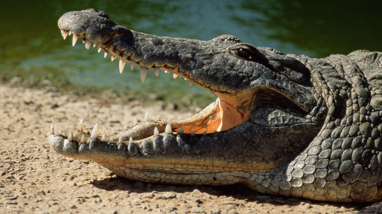 鳄鱼伙伴（2016年电视剧）