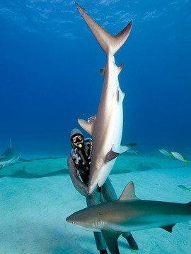 &ldquo;鲨&rdquo;手探秘