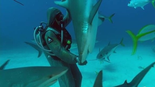 &ldquo;鲨&rdquo;手探秘（2017年电视剧）