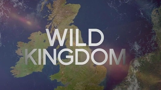 野性王国（2017年电视剧）