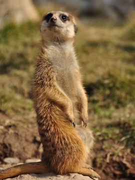 卡拉哈里狐獴生存记