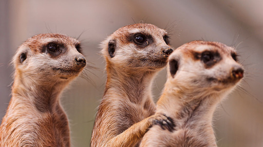 卡拉哈里狐獴生存记（2017年电视剧）