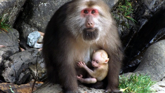 黄山短尾猴（2017年电视剧）