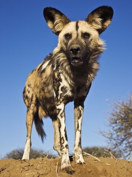 非洲野犬生存实录