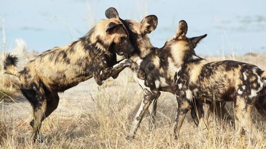 非洲野犬生存实录（2017年电视剧）