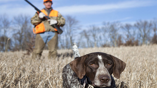 猎场好搭档（2017年电视剧）