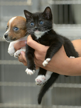 小猫小狗的美好世界