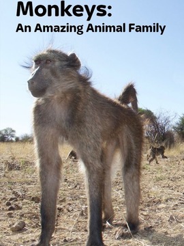 神奇的猴子家族