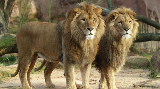 大型杀手归来（2017年电视剧）