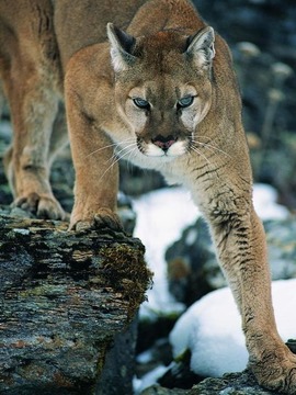 美洲狮-危机边缘的生活