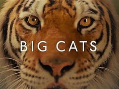 Big Cats