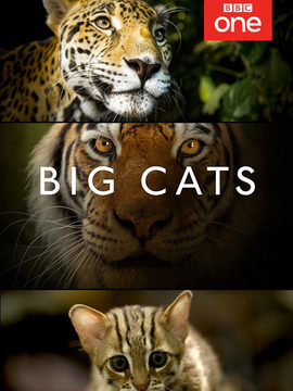 Big Cats