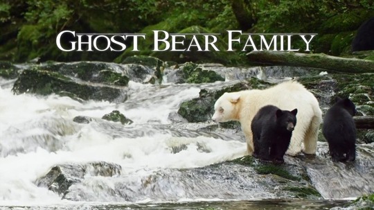 白灵熊一家（0年电视剧）