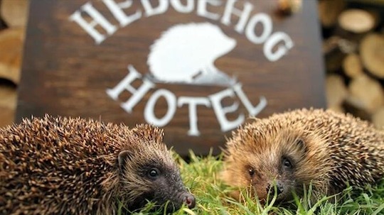 刺猬旅馆（2015年电视剧）