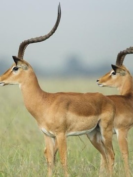 羚羊宝宝历险记