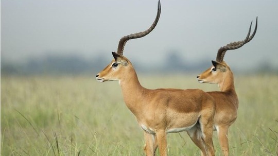 羚羊宝宝历险记（2018年电视剧）