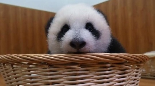 熊猫宝宝（2018年电视剧）