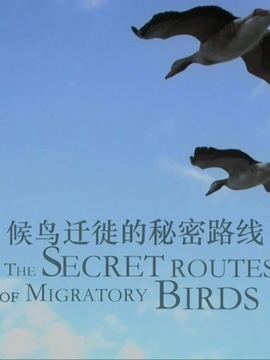 候鸟迁徙的秘密路线