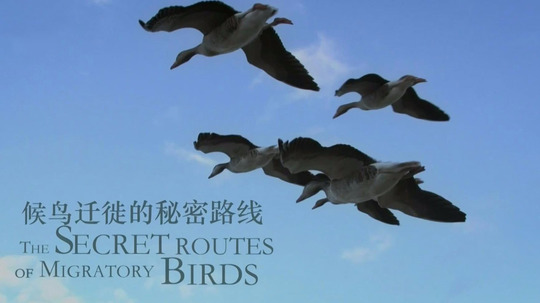 候鸟迁徙的秘密路线（2019年电视剧）