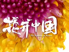 花开中国