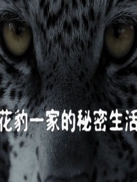 花豹一家的秘密生活