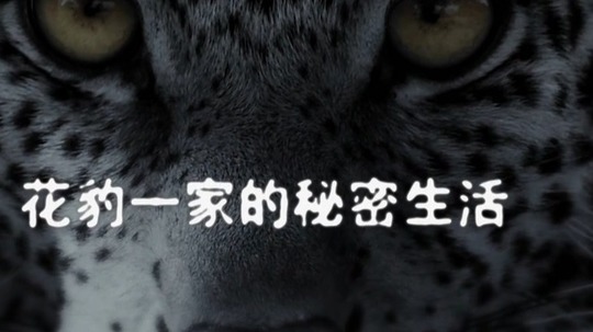 花豹一家的秘密生活（2020年电视剧）
