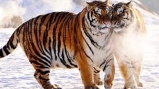 大猫回家（2021年电视剧）