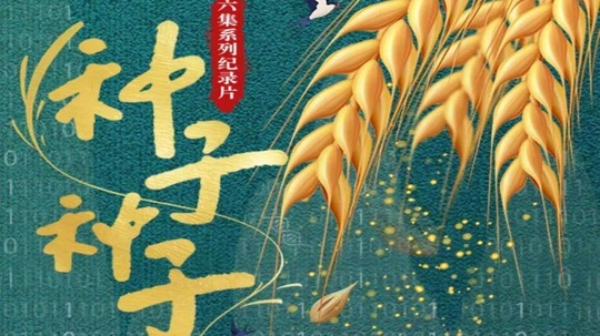 种子种子（2022年电视剧）