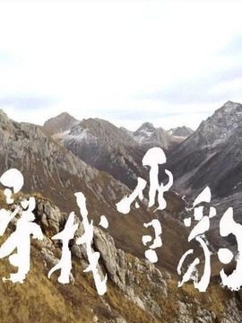 尋找雪豹