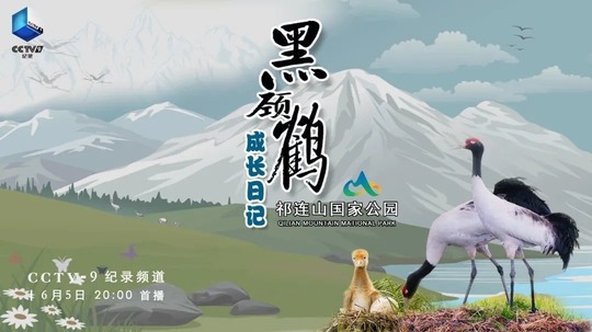 黑颈鹤成长日记（2022年电视剧）