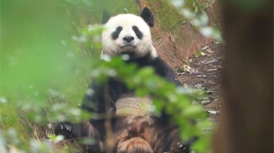 熊猫家园（2022年电视剧）