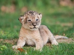 动物宝宝大盘点