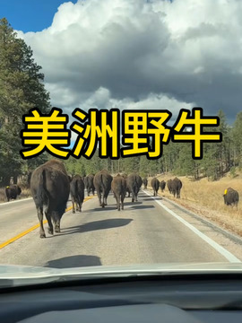 美洲野牛