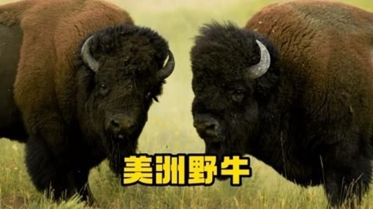 美洲野牛（2011年电视剧）