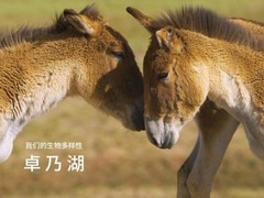 我们的生物多样性-卓乃湖