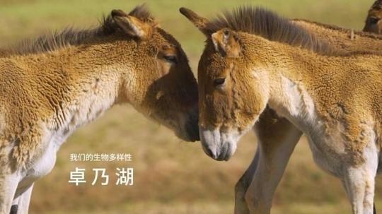 我们的生物多样性-卓乃湖（2022年电视剧）