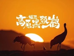 高原精灵黑颈鹤