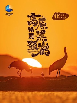 高原精靈黑頸鶴