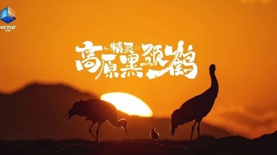 高原精灵黑颈鹤（2025年电视剧）