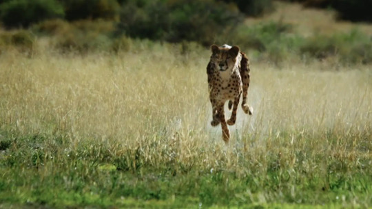 逐鹿荒野（2025年电视剧）