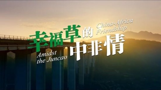 幸福草的中非情（2025年电视剧）