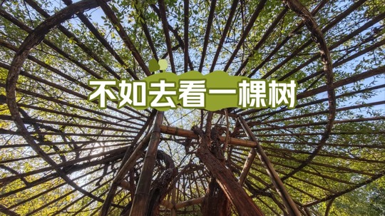 不如去看一棵树（2024年电视剧）