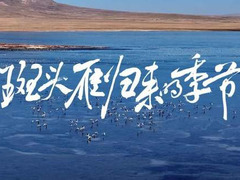 斑头雁归来的季节